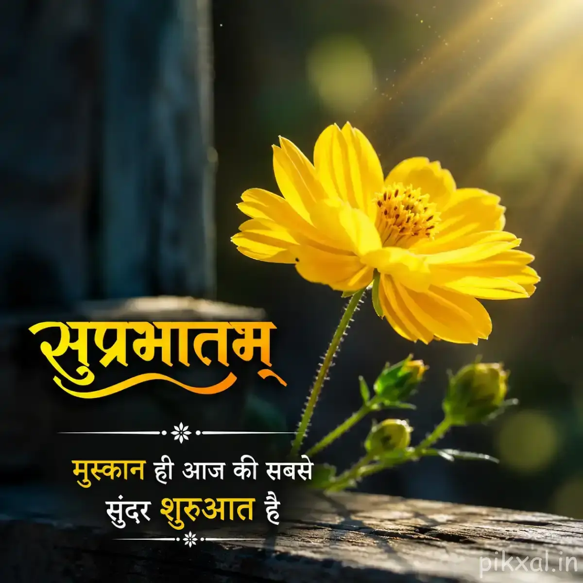 Single yellow flower with narrow overlapping petals and unopened buds on a slender stem against a dark background