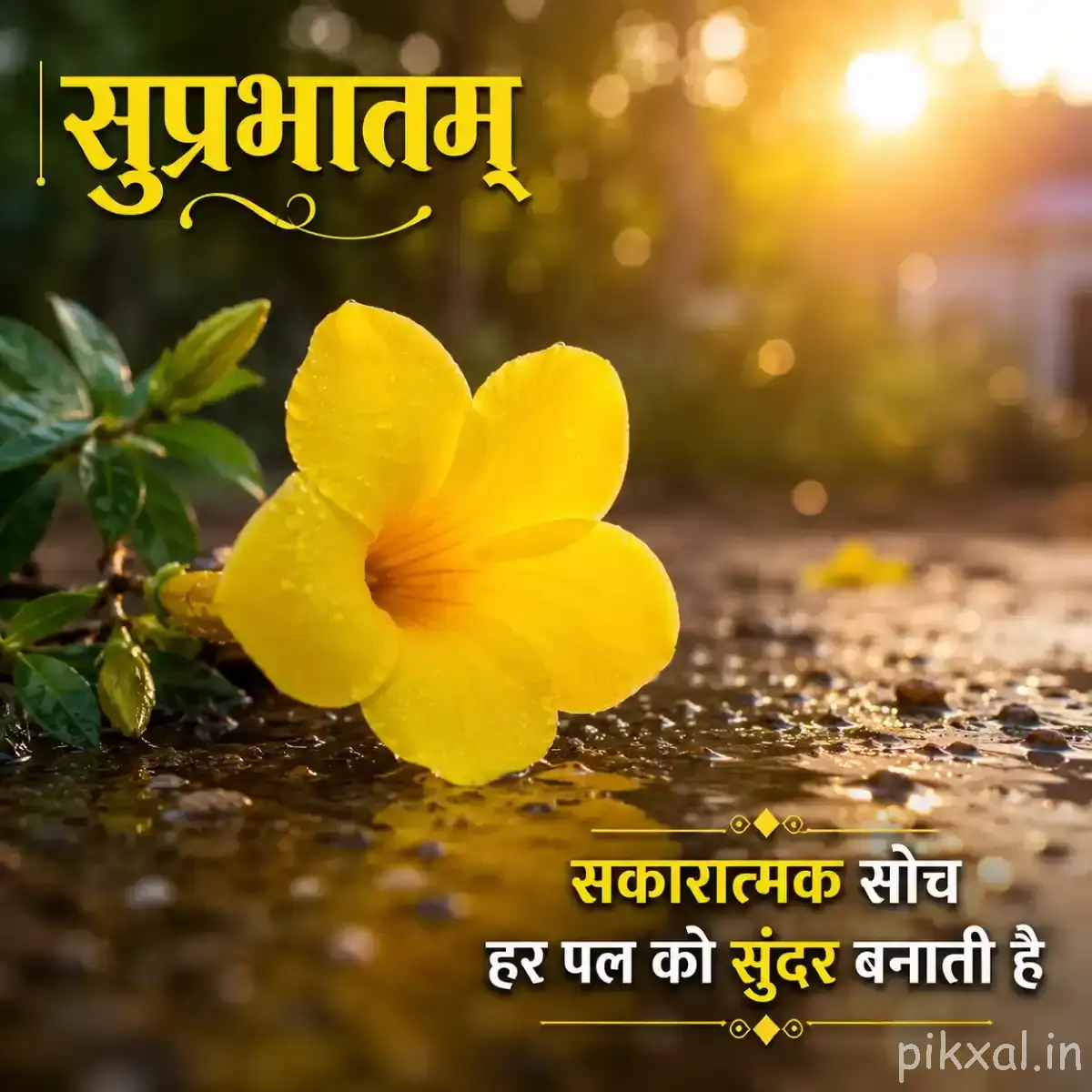 Yellow flower growing beside shallow water and stones with green foliage and a Hindi Good Morning message