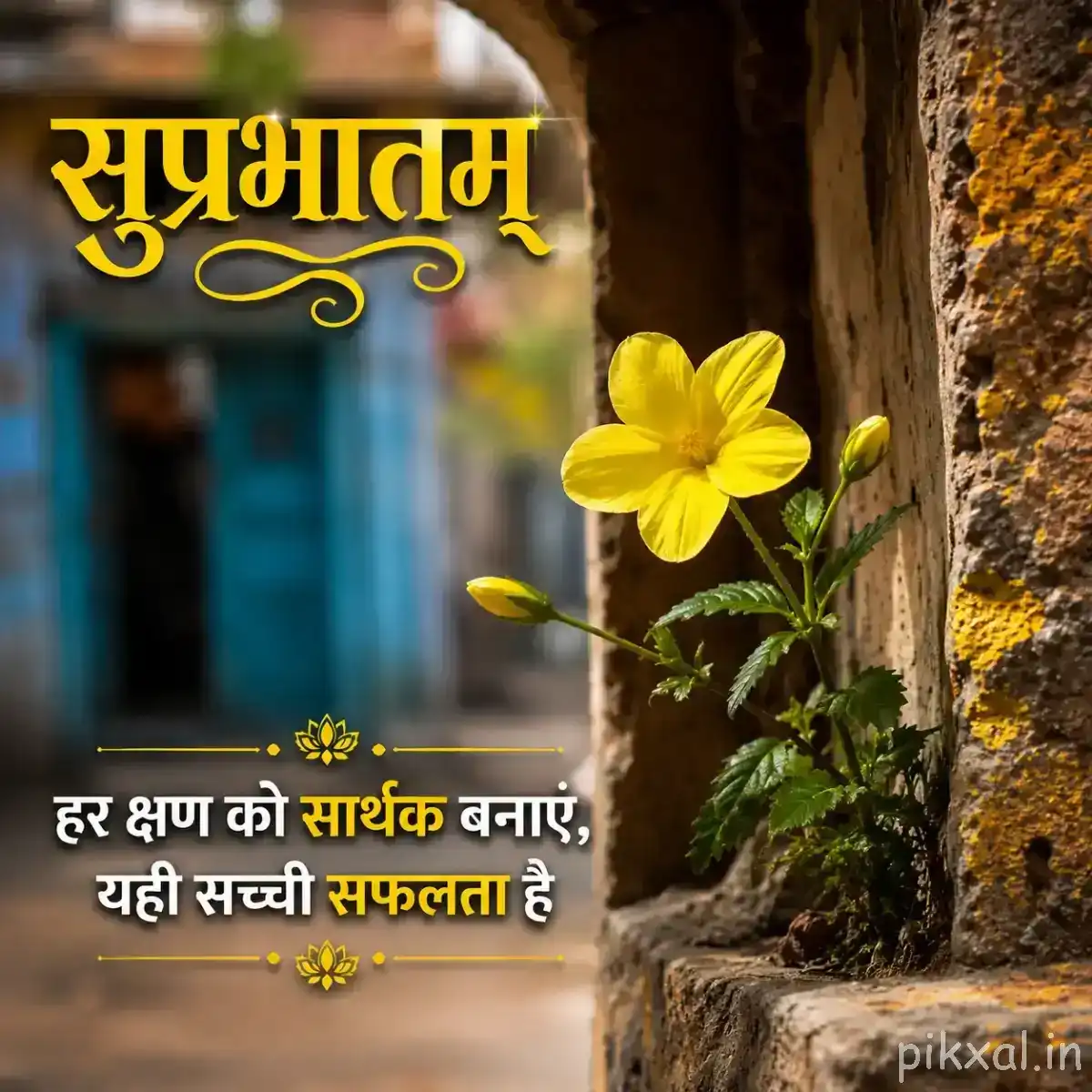 Small yellow flower growing from a rough wall beside green leaves with a Hindi morning wish