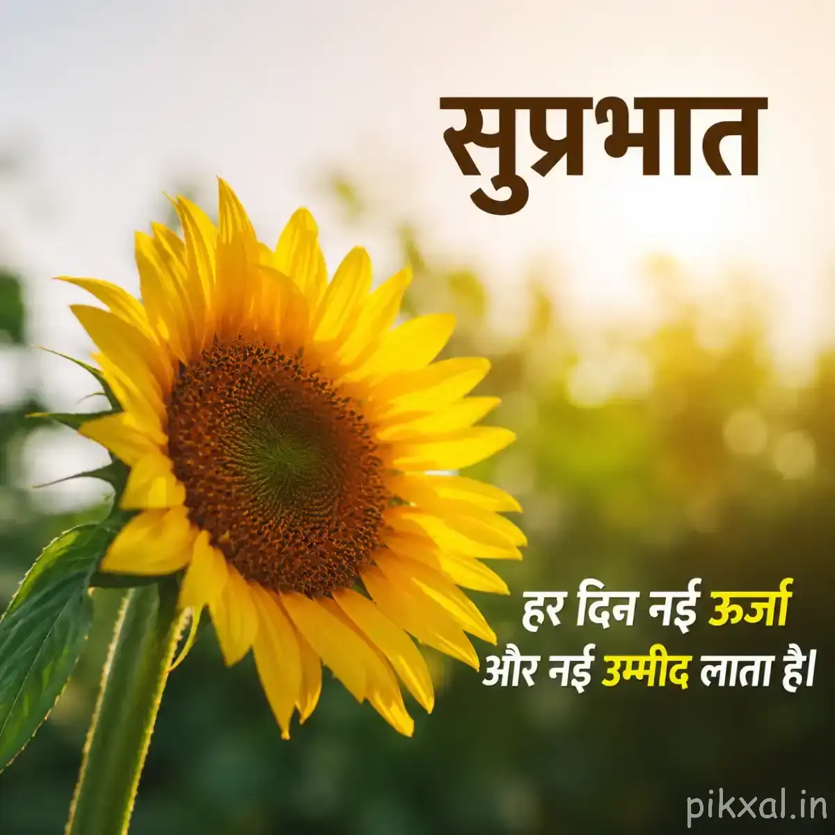 Large yellow flower with many narrow petals and a dark round center against a softly blurred garden background