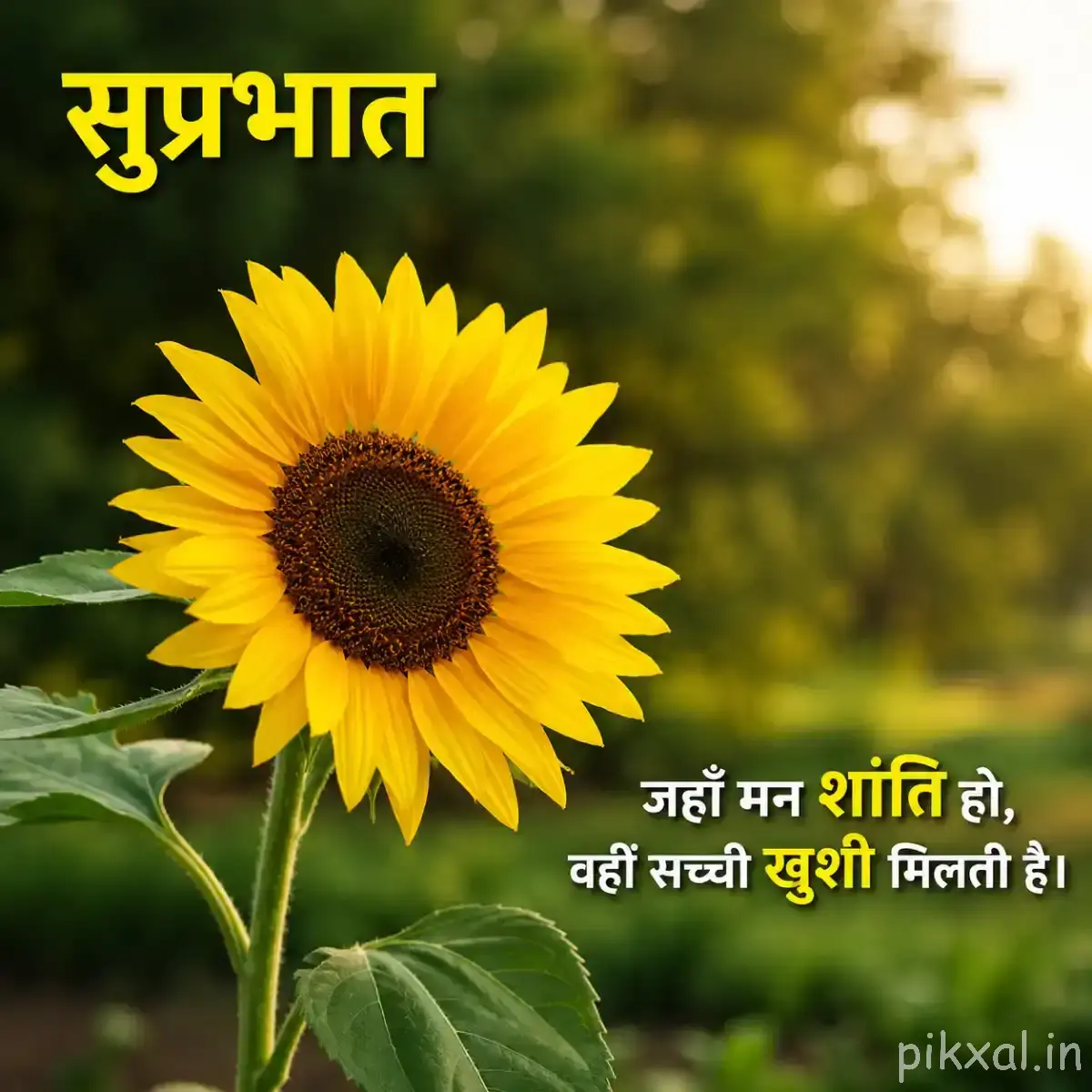 Single large yellow flower with layered narrow petals and a dark center, surrounded by green leaves