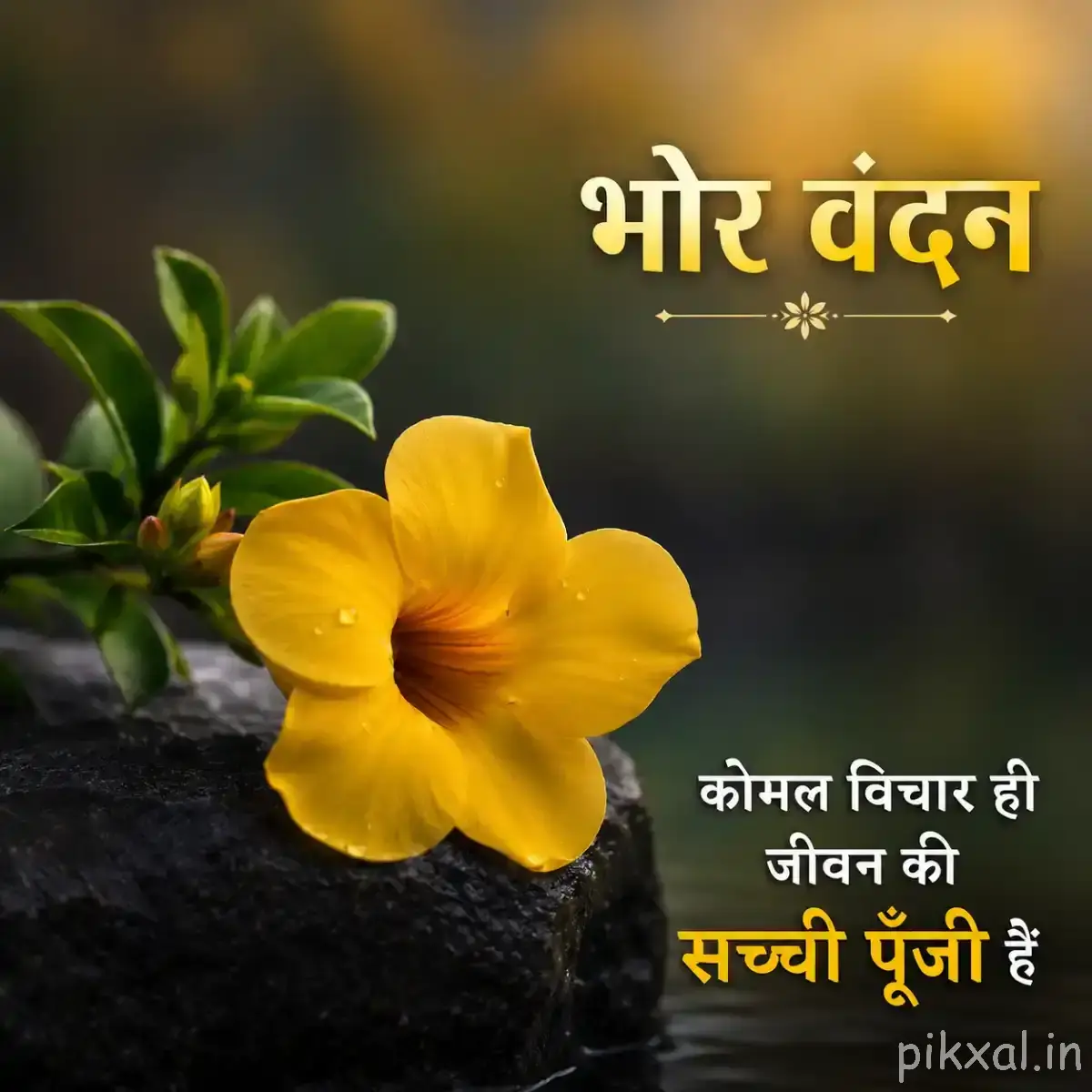 Single yellow cup-shaped flower beside green leaves and a dark rock with a Hindi morning greeting