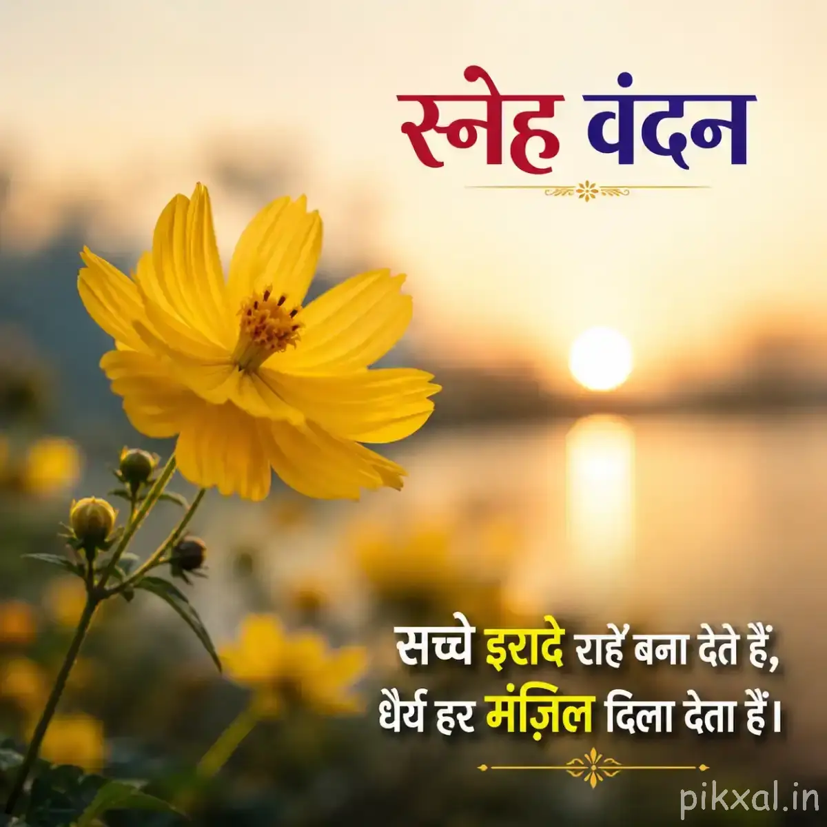 One yellow flower on slender stems with green leaves and warm sunlight in the background