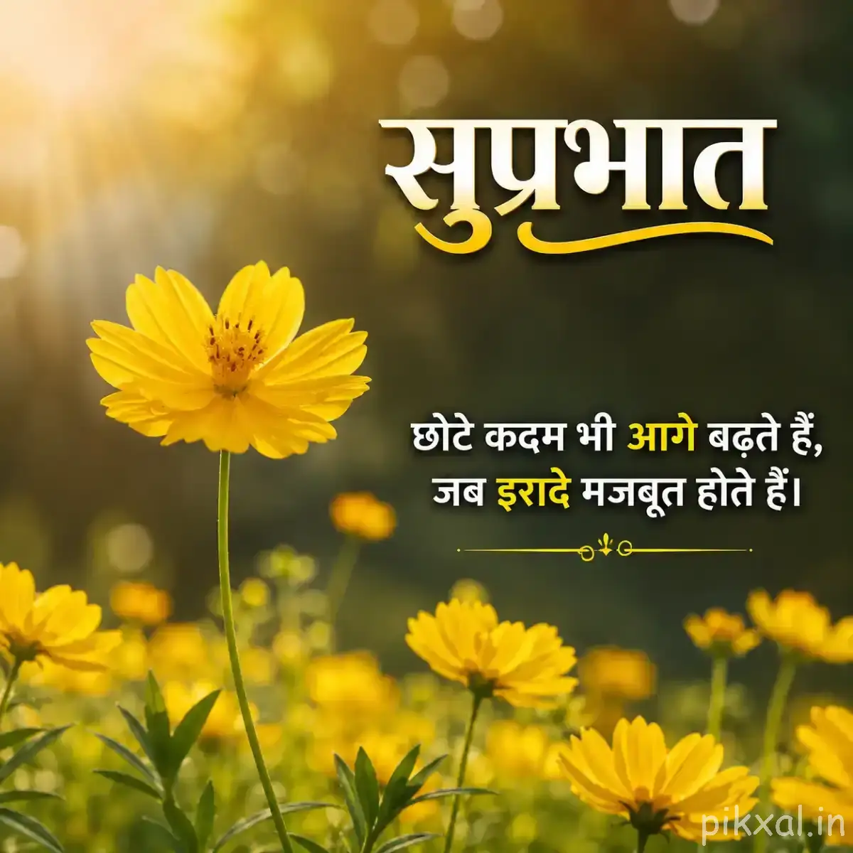 Several small yellow flowers with green leaves growing in a field with a Hindi Good Morning wish
