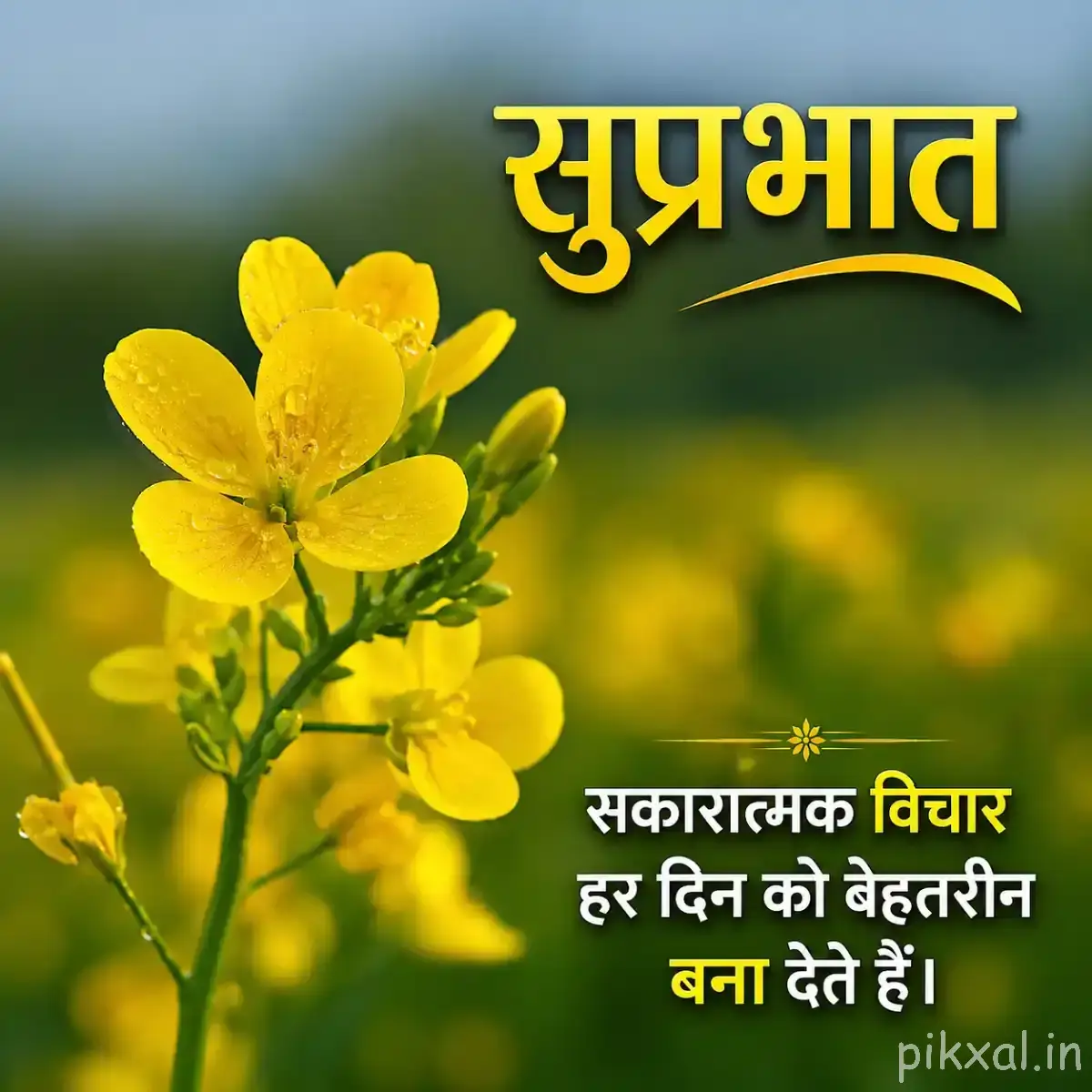 Multiple small yellow flowers clustered along leafy stems against a softly blurred green background