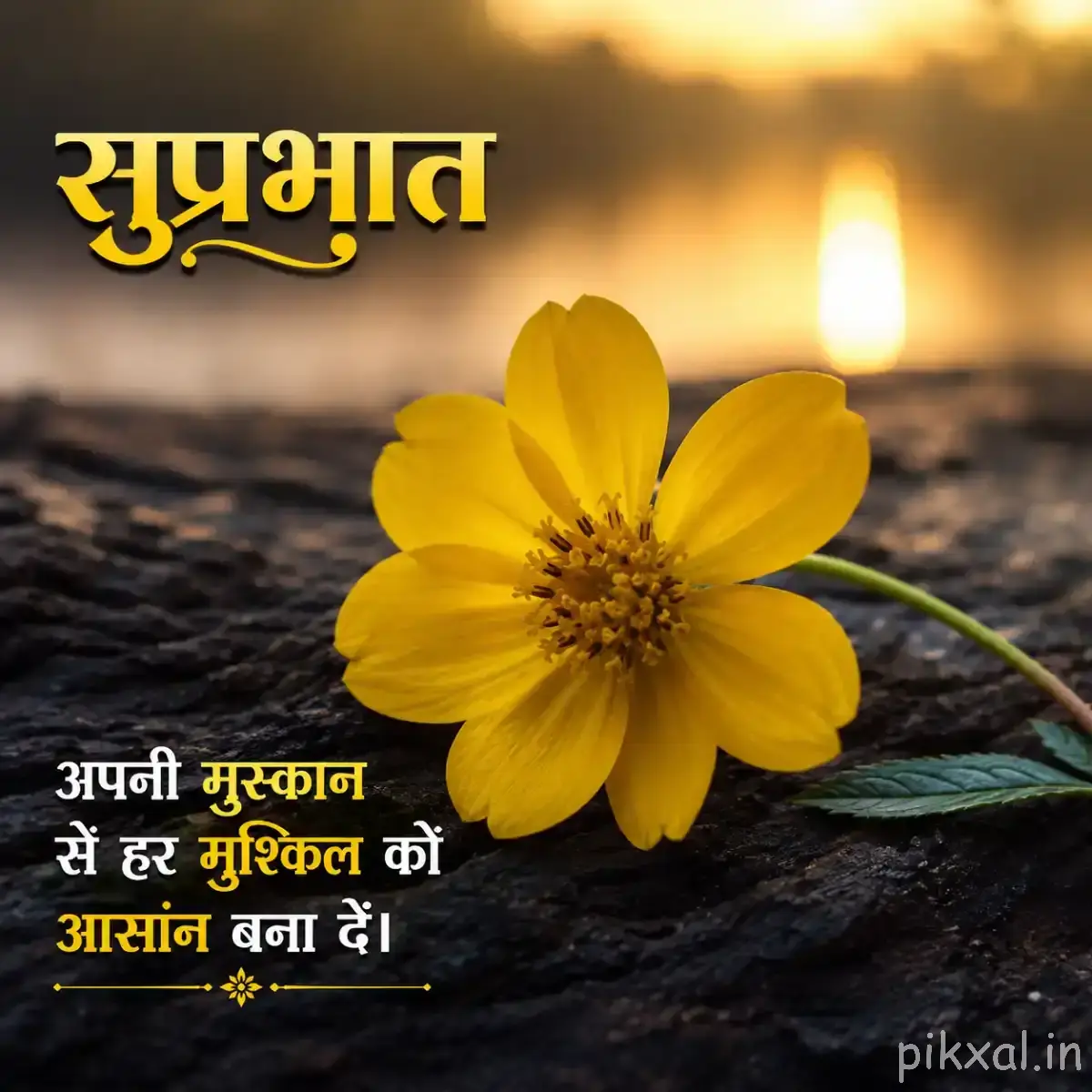 Single yellow flower with a dark center resting beside a dark rock with warm sunlight in the background
