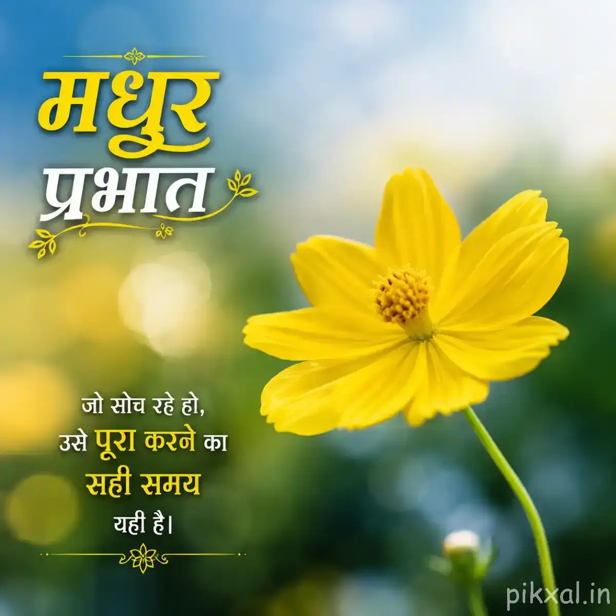 Single yellow flower with broad overlapping petals and a dark center against a softly blurred background