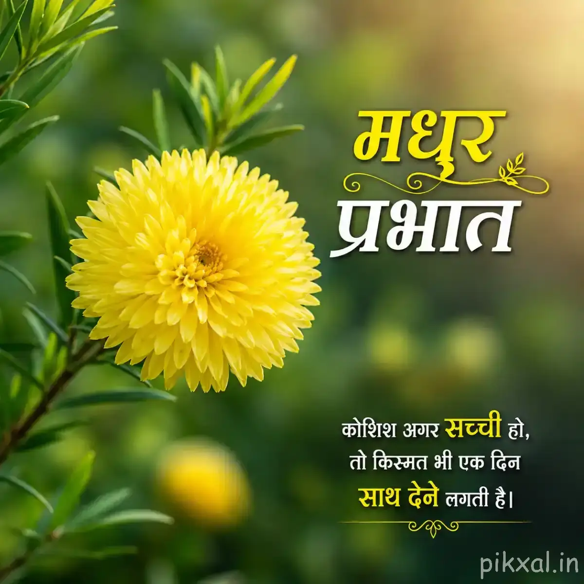 Round yellow flower with densely packed narrow petals surrounded by green leaves and a Hindi morning greeting