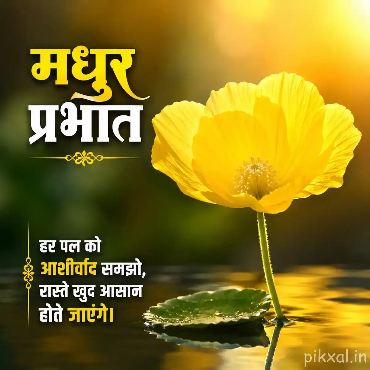 Single yellow flower with broad open petals and a long slender stem against a warm blurred background