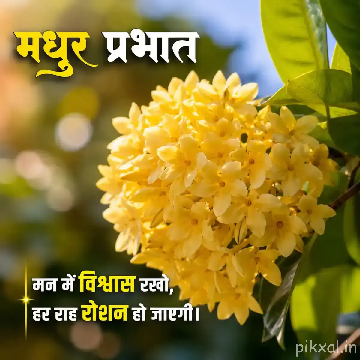 Dense cluster of pale yellow flowers with many small rounded petals and green foliage with a Hindi morning wish