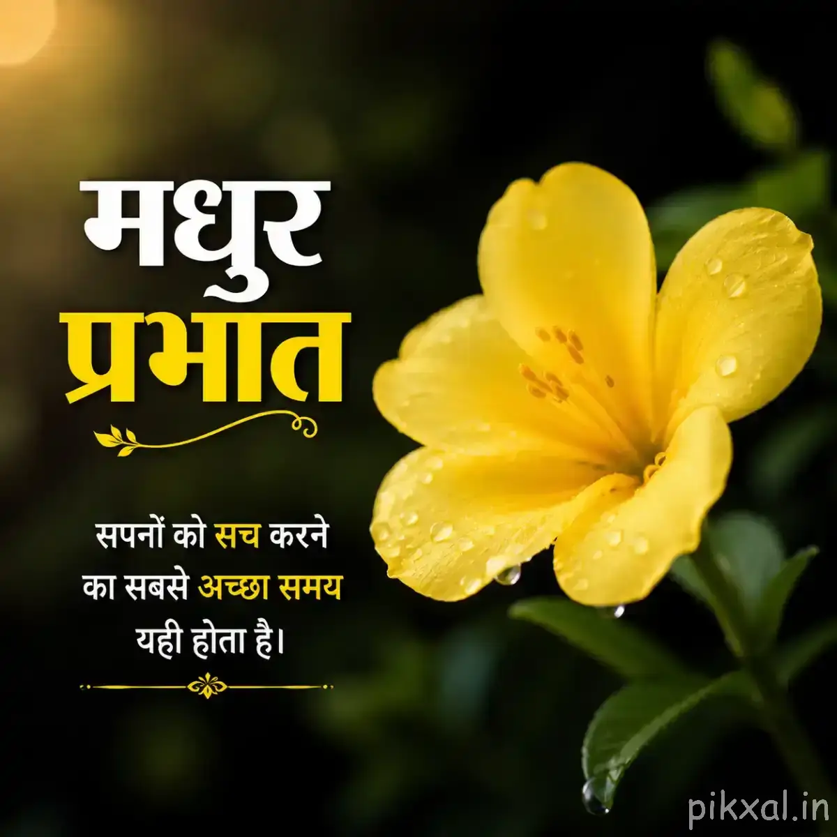 Single yellow flower with broad rounded petals and green leaves against a dark blurred background
