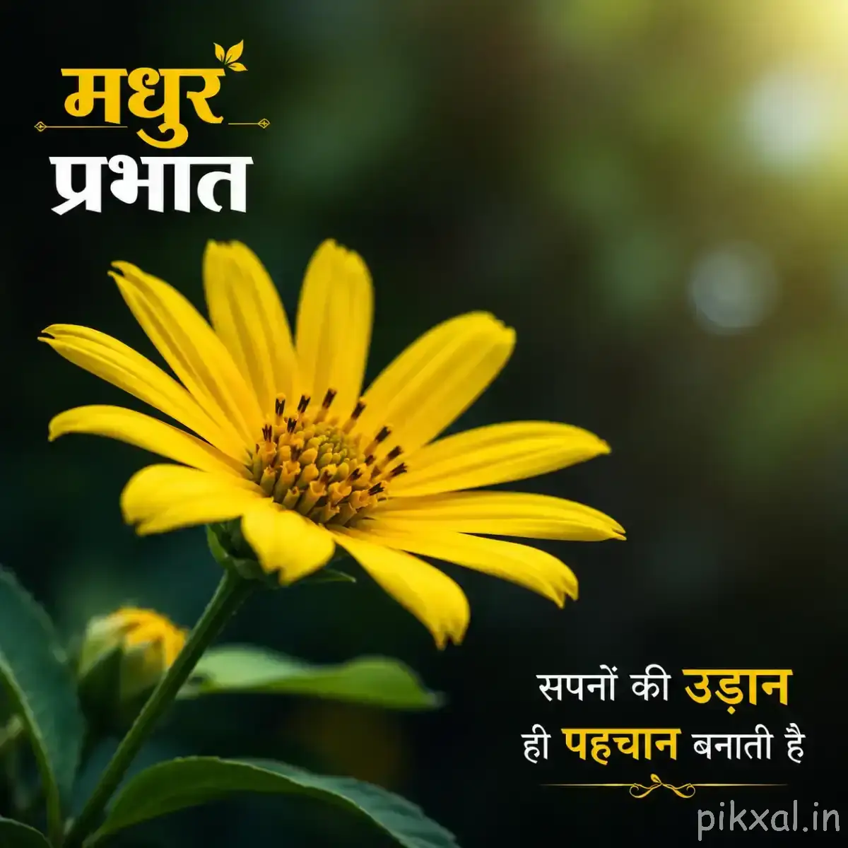 Yellow flower with long narrow petals and a dark center on a green stem with a Hindi morning wish