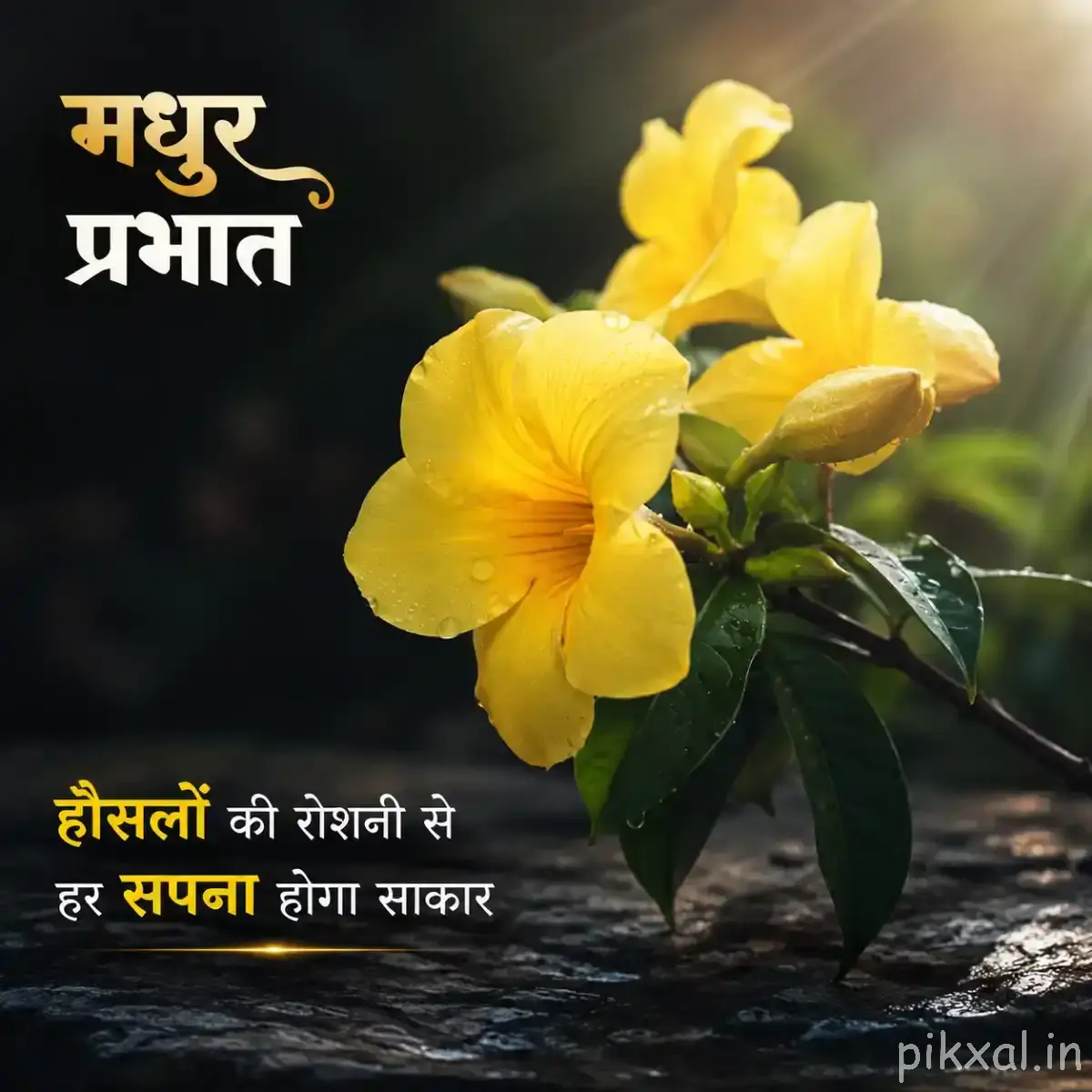 Small cluster of yellow flowers with green leaves and warm sunlight against a dark blurred background