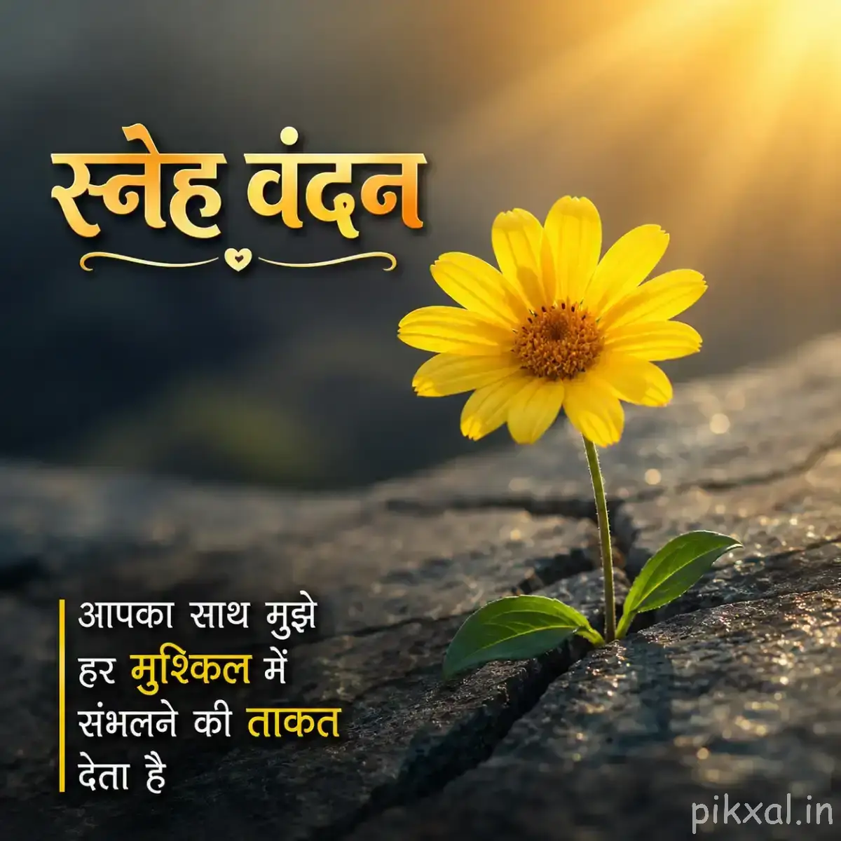 Small yellow flower with a dark center growing beside a dark rock with a Hindi morning wish