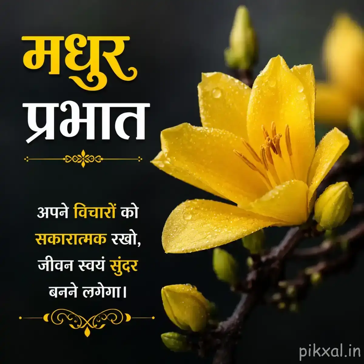 Single yellow flower with broad petals and unopened buds on a leafy stem against a dark background