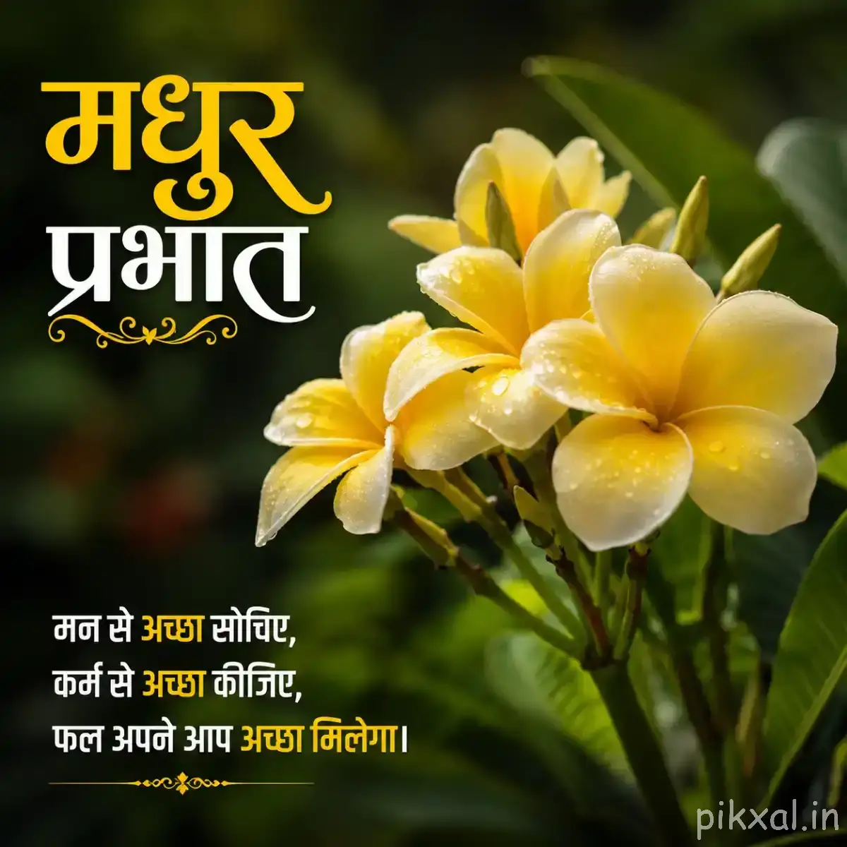 Several pale yellow and white flowers with yellow centers growing among green leaves with a Hindi morning wish