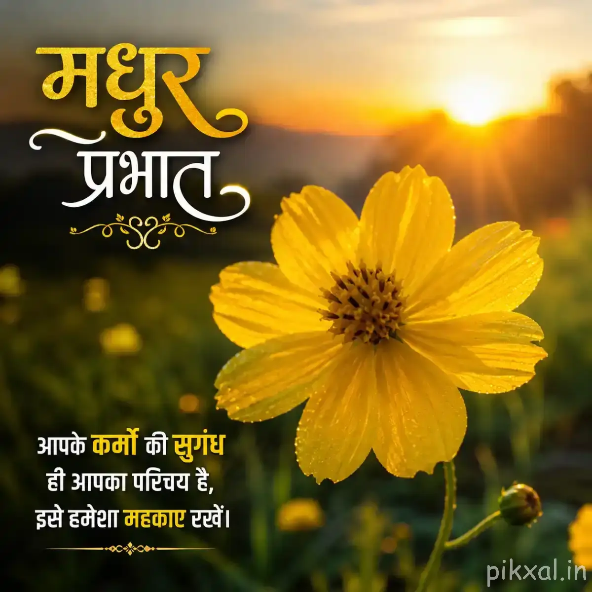 Single yellow flower with broad rounded petals and a dark center against warm sunlight and blurred greenery