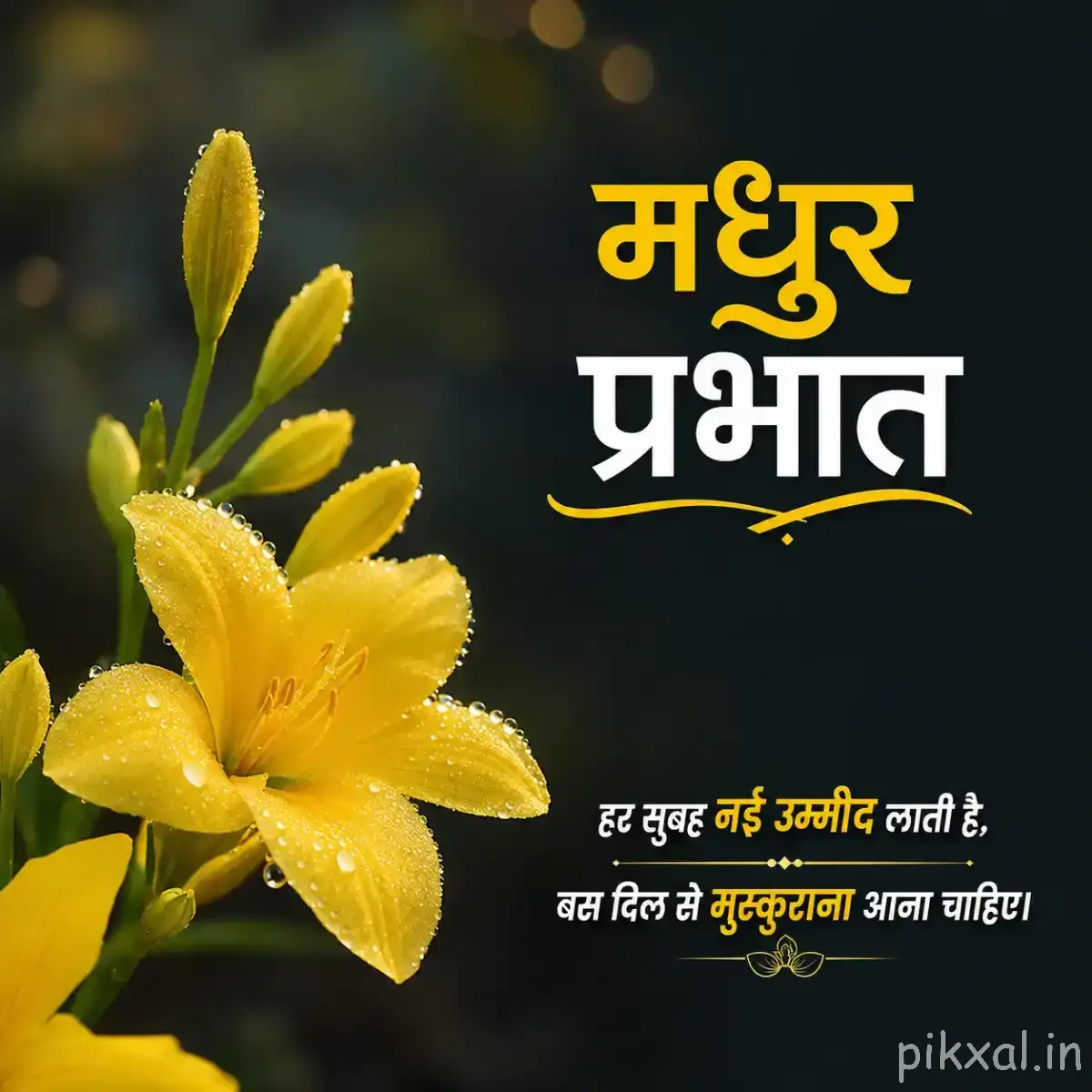 Drooping yellow flowers with elongated petals and unopened buds against a dark blurred background