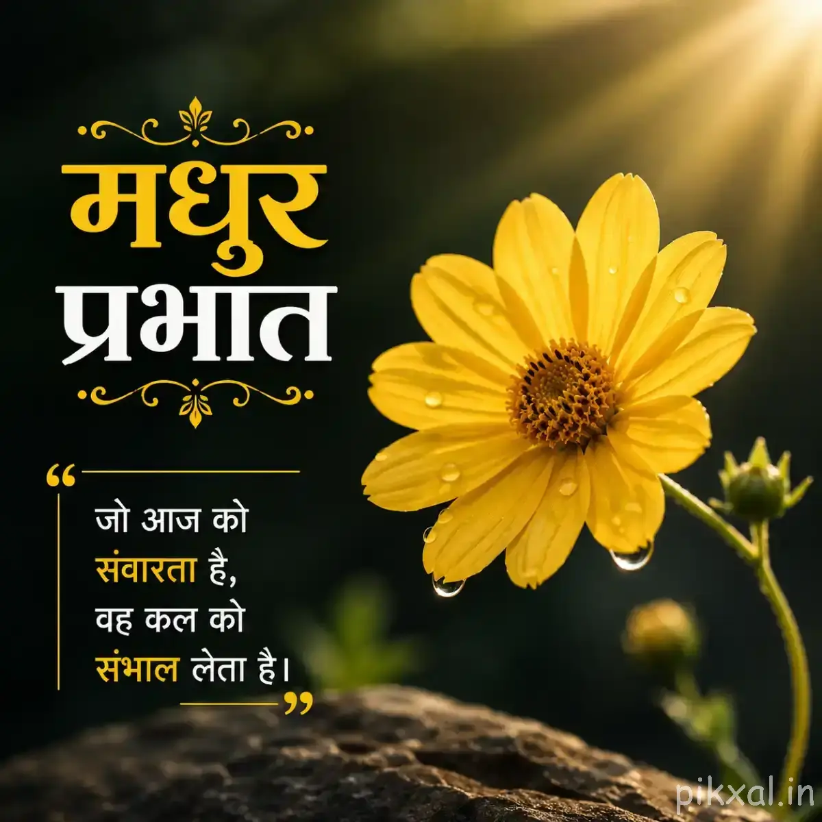 Single yellow flower with layered petals and a dark center resting beside a rock