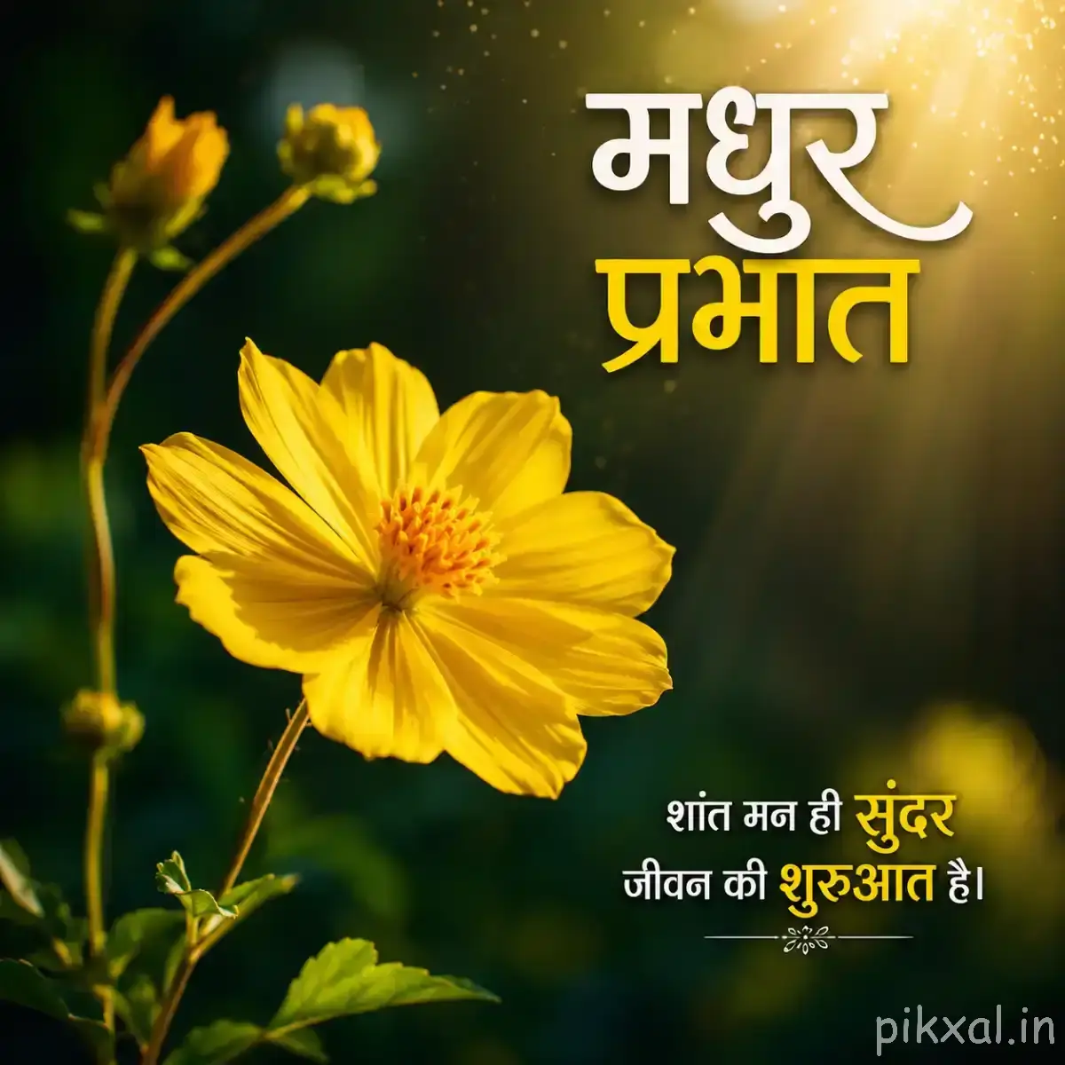 Yellow flower with many narrow petals and unopened buds against a softly blurred green background