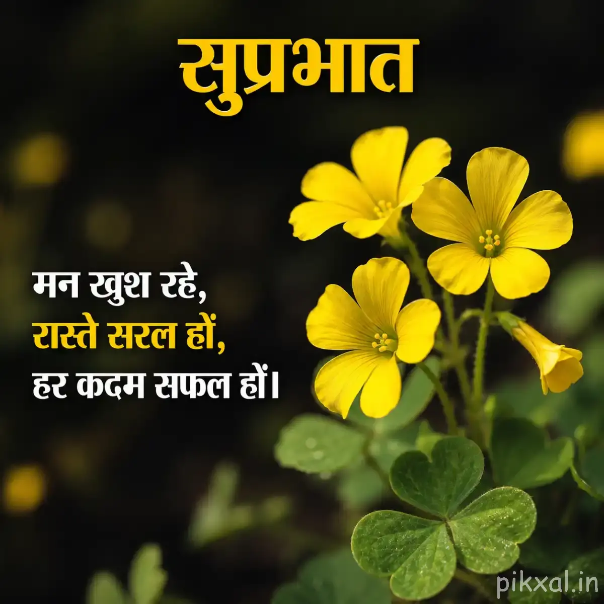 Several small yellow flowers with green foliage and rounded leaves against a softly blurred background