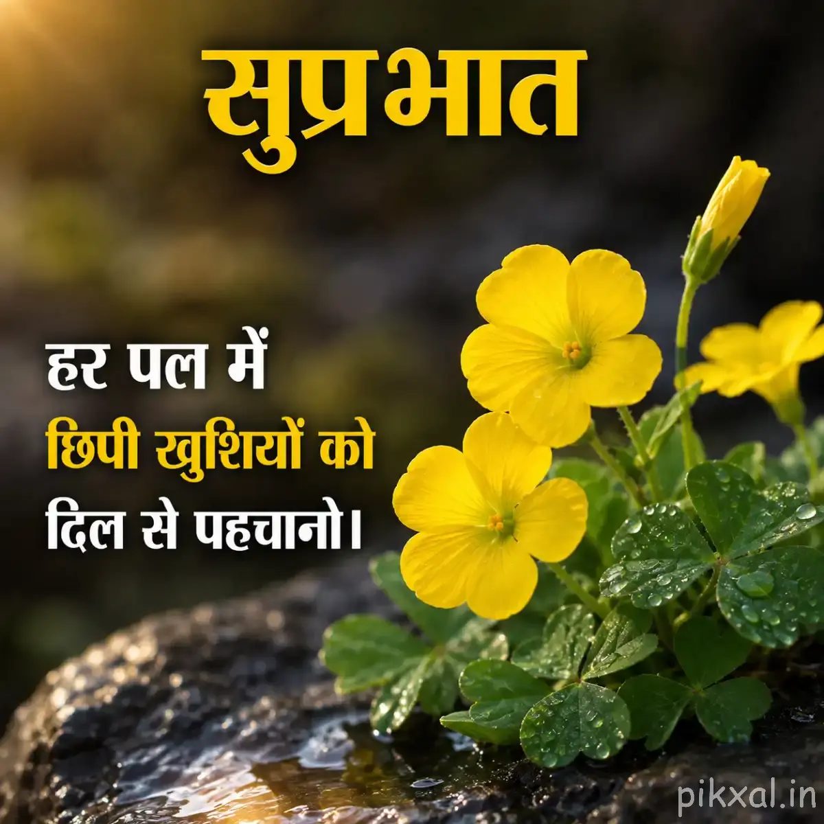 Small yellow flowers clustered among rounded green leaves on a rocky surface with a Hindi Good Morning greeting